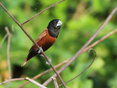 Chestnut Munia - Lonchura atricapilla (kastanjenon)