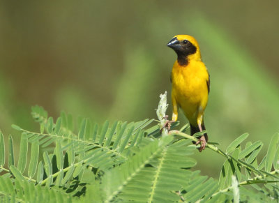 Asian Golden Weaver - Ploceus hypoxanthus