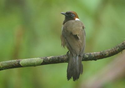 White-necked Laughingthrush - Garrulax strepitans
