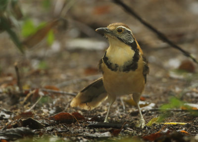 Greater Necklaced Laughingthrush - Garrulax pectoralis