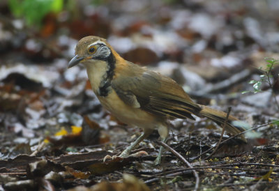 Greater Necklaced Laughingthrush - Garrulax pectoralis