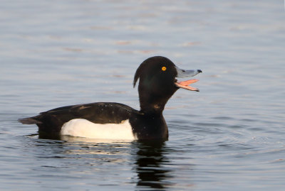 Tufted Duck - Aythya fuligula (Kuifeend)