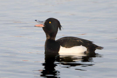 Tufted Duck - Aythya fuligula (Kuifeend)