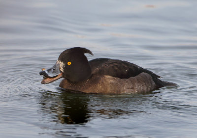 Tufted Duck - Aythya fuligula (Kuifeend)