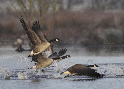 Canada Goose - Branta canadensis (Grote Canadese Gans)