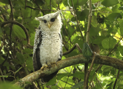 Spot-bellied Eagle Owl - Bubo nipalensis