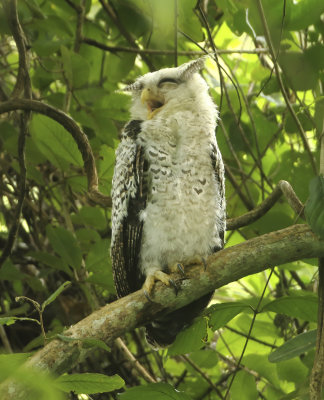 Spot-bellied Eagle Owl - Bubo nipalensis