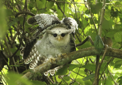 Spot-bellied Eagle Owl - Bubo nipalensis