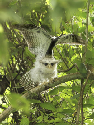 Spot-bellied Eagle Owl - Bubo nipalensis