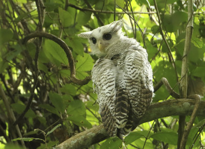 Strigidae - Owls