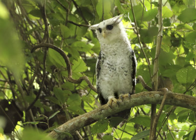 Spot-bellied Eagle Owl - Bubo nipalensis
