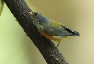 Flowerpeckers - Dicaeidae