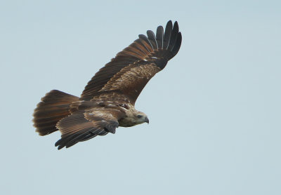 Brahminy Kite - Haliastur indus (Brahmaanse Wouw)