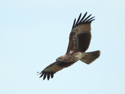 Brahminy Kite - Haliastur indus (Brahmaanse Wouw)