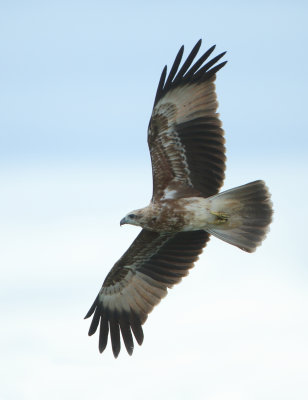 Brahminy Kite - Haliastur indus (Brahmaanse Wouw)