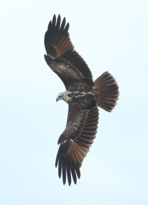 Brahminy Kite - Haliastur indus (Brahmaanse Wouw)