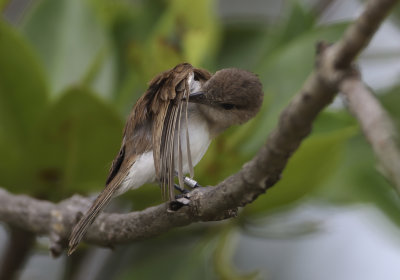 Mangrove Whistler - Pachycephala cinerea