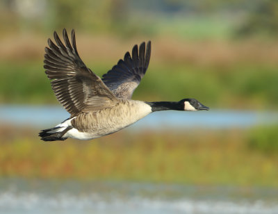 Canada Goose - Branta canadensis (Grote Canadese Gans)