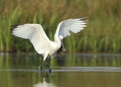 Eurasian Spoonbill - Platalea leucorodia (Lepelaar)