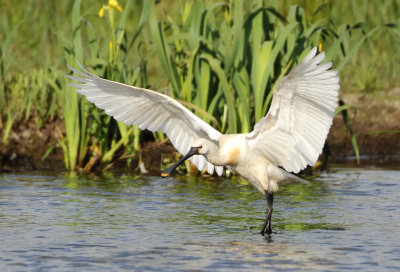 Eurasian Spoonbill - Platalea leucorodia (Lepelaar)