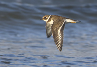 Greater Ringed Plover - Charadrius hiaticula (Bontbekplevier)