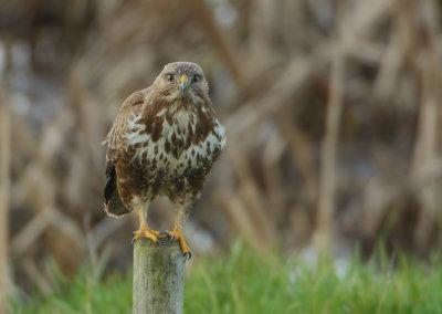 Common Buzzard - Buteo buteo (Buizerd)