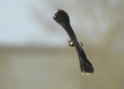 Northern Lapwing - Vanellus vanellus (Kievit)