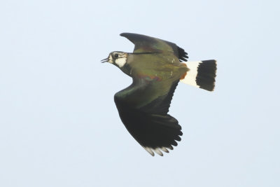 Northern Lapwing - Vanellus vanellus (Kievit)