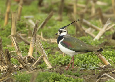 Northern Lapwing - Vanellus vanellus (Kievit)