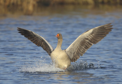 Greylag Goose - Anser anser (Grauwe Gans)