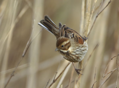Reed Bunting - Emberiza schoeniclus (Rietgors) 