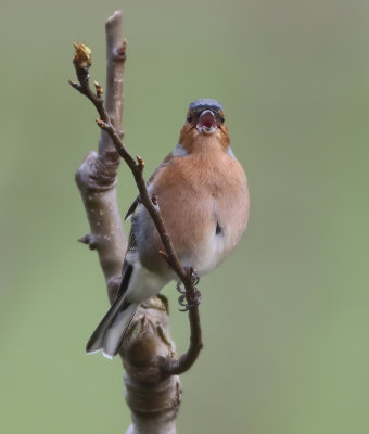 Chaffinch - Fringilla coelebs (Vink)