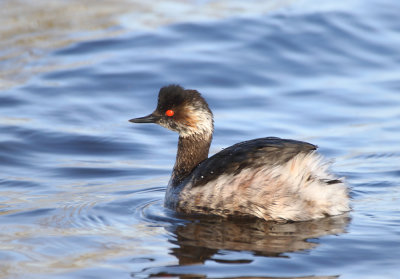 Black-necked Grebe - Podiceps nigricollis (Geoorde Fuut)