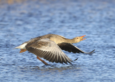 Greylag Goose - Anser anser (Grauwe Gans)