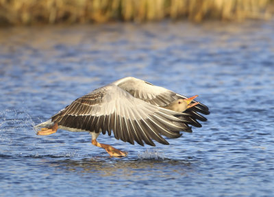 Greylag Goose - Anser anser (Grauwe Gans)