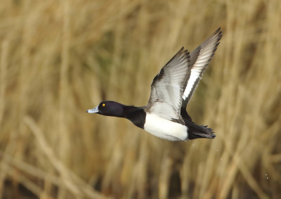 Tufted Duck - Aythya fuligula (Kuifeend)