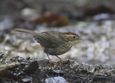 Puff-throated Babbler - Pellorneum ruficeps acrum