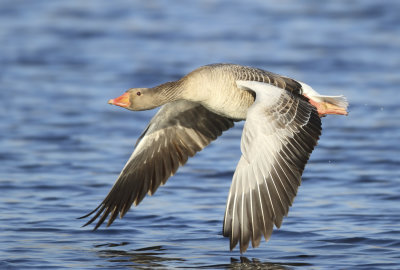 Greylag Goose - Anser anser (Grauwe Gans)