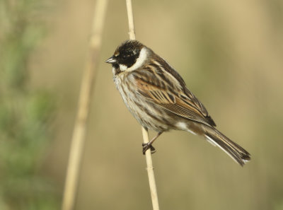 Reed Bunting - Emberiza schoeniclus (Rietgors) 