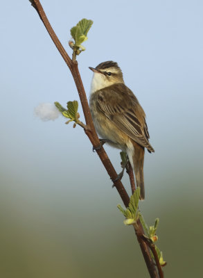 Sedge Warbler - Acrocephalus schoenobaenus (Rietzanger)