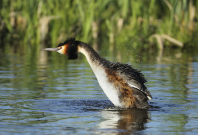 Great Crested Grebe - Podiceps cristatus (Fuut)