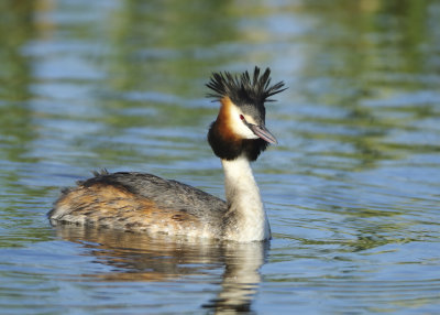 Great Crested Grebe - Podiceps cristatus (Fuut)