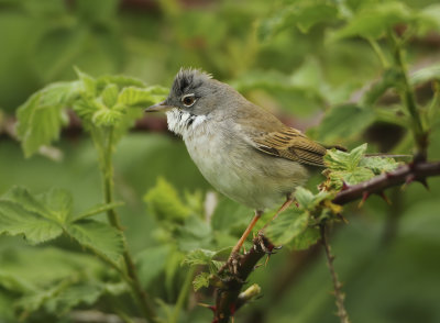 Common Whitethroat - Sylvia communis (Grasmus)