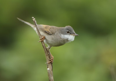 Common Whitethroat - Sylvia communis (Grasmus)