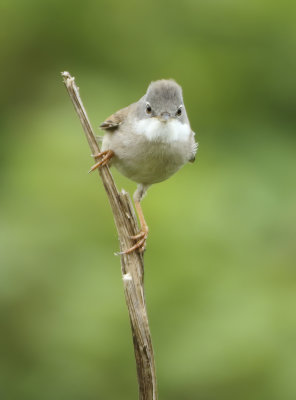 Common Whitethroat - Sylvia communis (Grasmus)