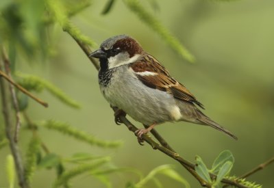 Sparrows - Passeridae (Mussen)