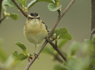 Sedge Warbler - Acrocephalus schoenobaenus (Rietzanger)