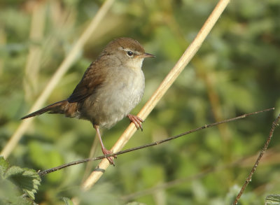 Cetti's Warbler - Cettia cetti (Cetti's Zanger)