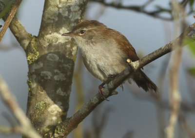 Cetti's Warbler - Cettia cetti (Cetti's Zanger)