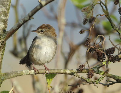 Cetti's Warbler - Cettia cetti (Cetti's Zanger)